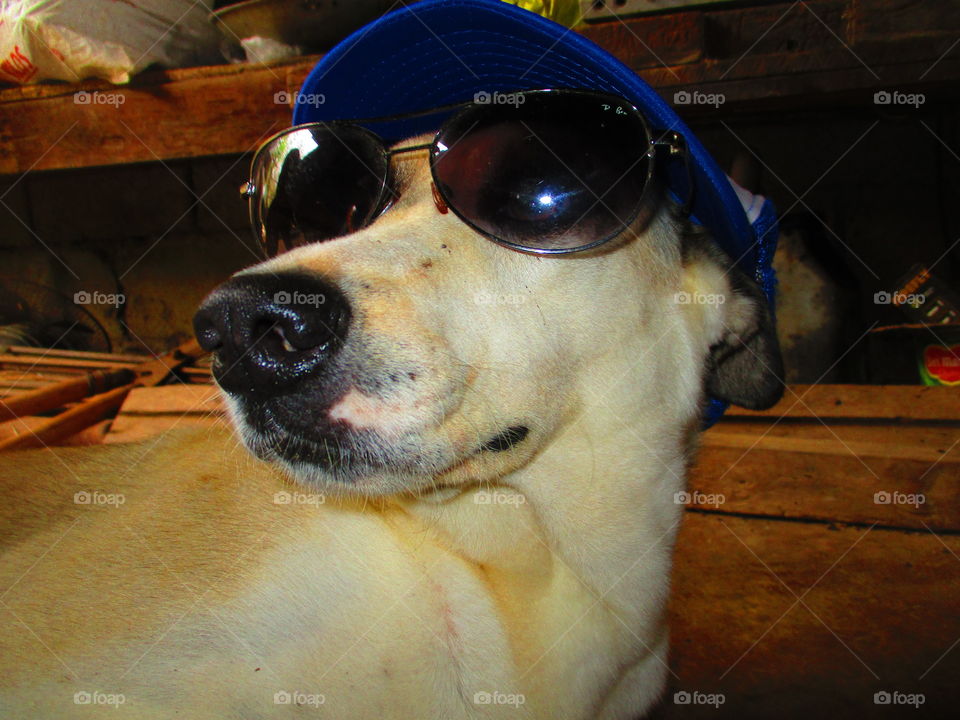 dog on shade and cap