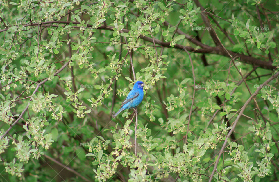 Indigo Bunting