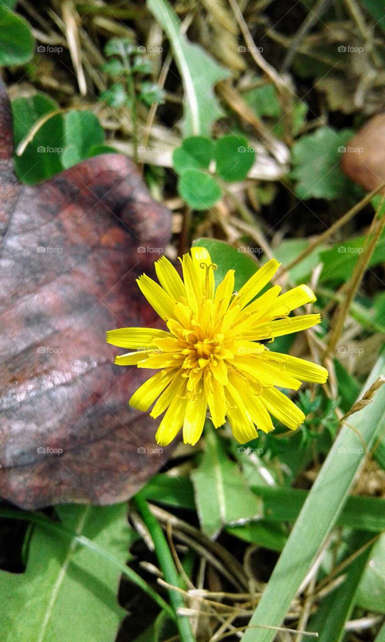 Dandelion