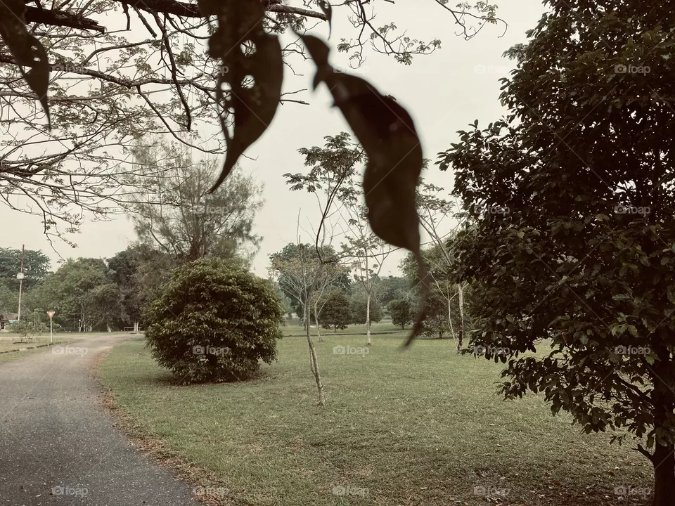 Evening