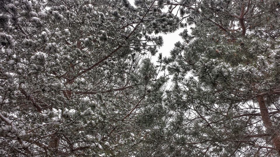 Fresh Snow on Pines