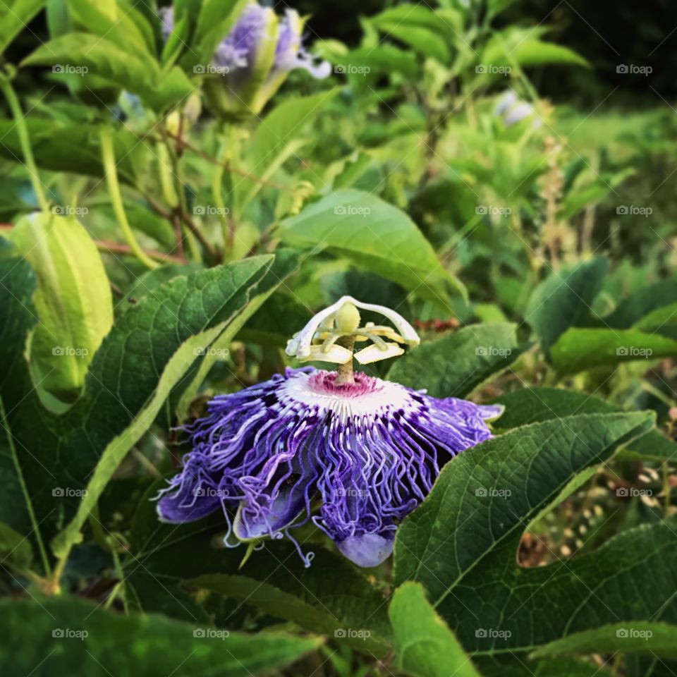 Accidental discovery of a Passion flower in the park
