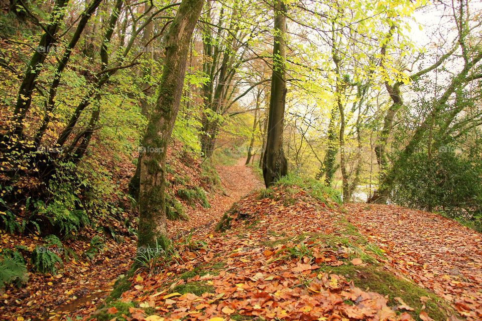 leafy bank