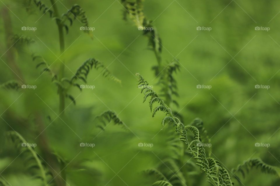 Green plant closeup 