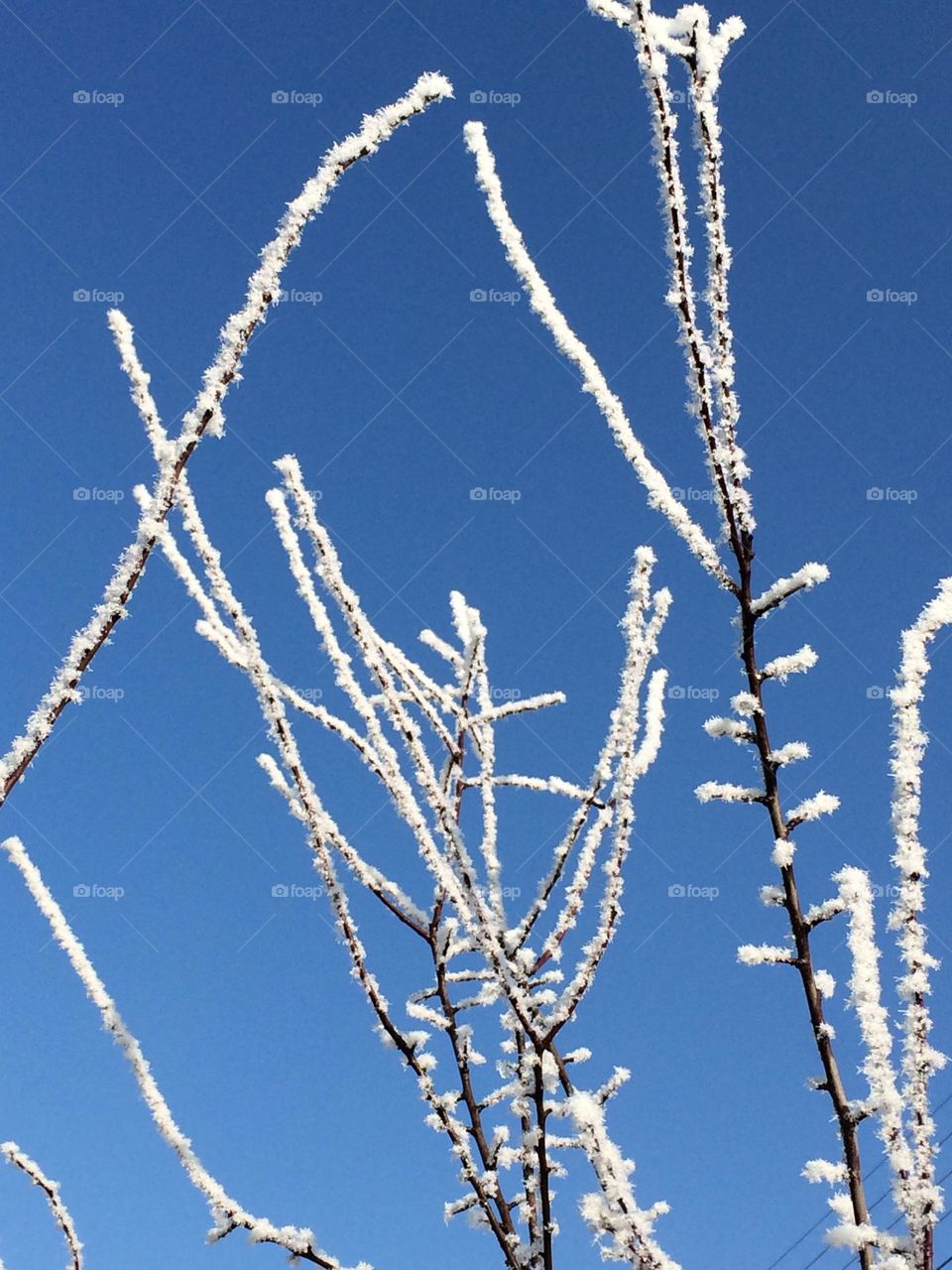 Frosty trees on blue sky