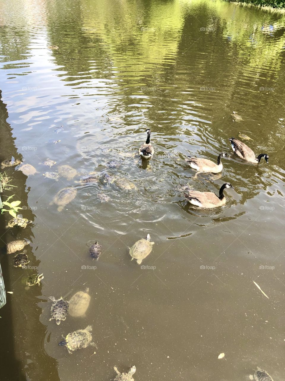 Turtle family at the lake in Burke Va 