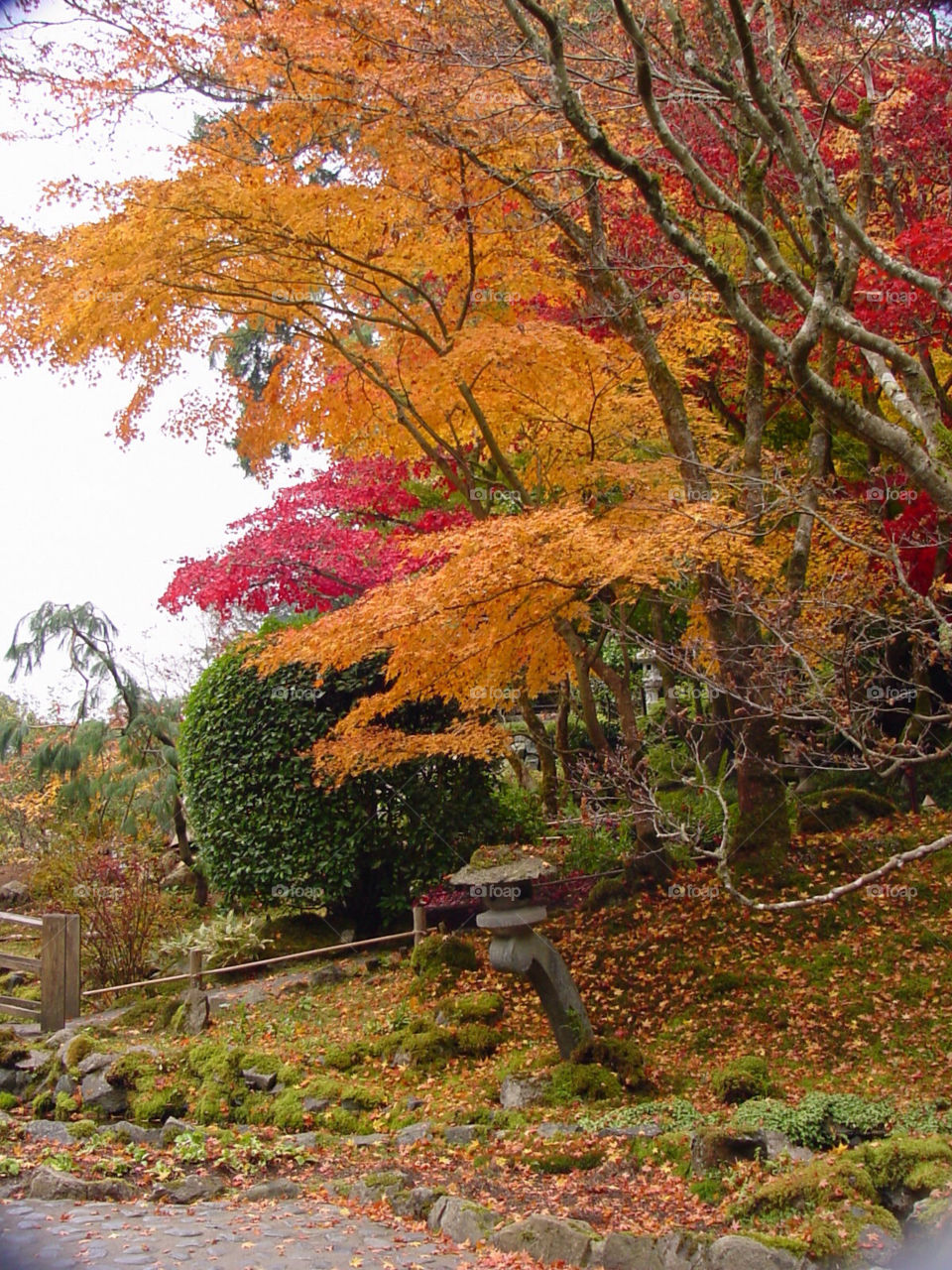 nature trees leaves park by kshapley