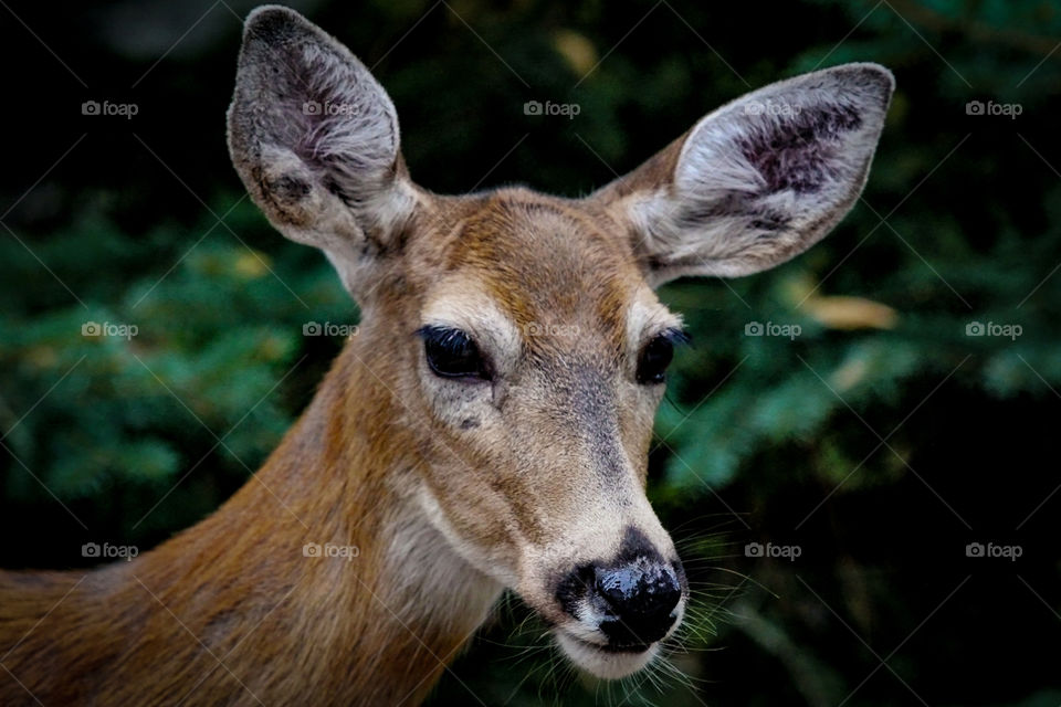 Mamma Deer