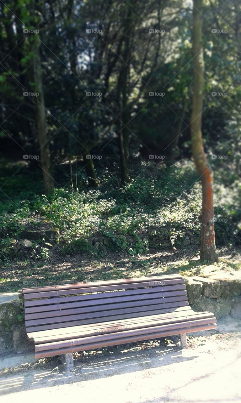 park bench trees