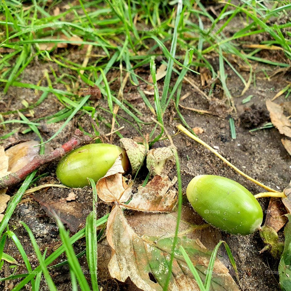 Two acorns still in a green jacket.