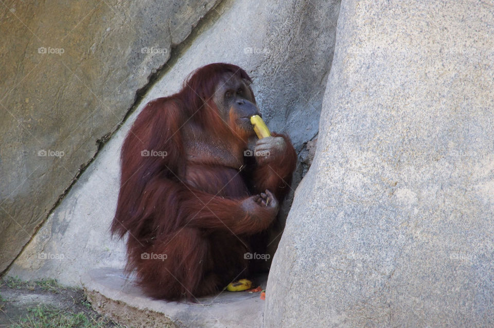 zoo eating banana monkey by shaneland
