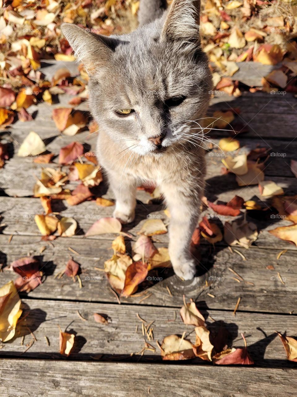 A grey gray cat walking on wood path with fallen leaves outside on a sunny autumn day.