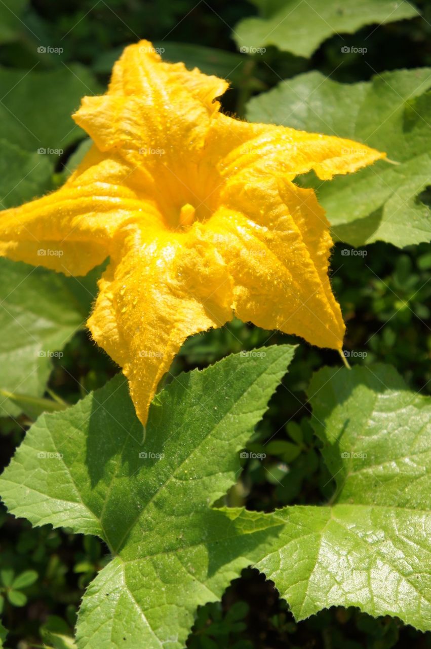 Squash Blossom 