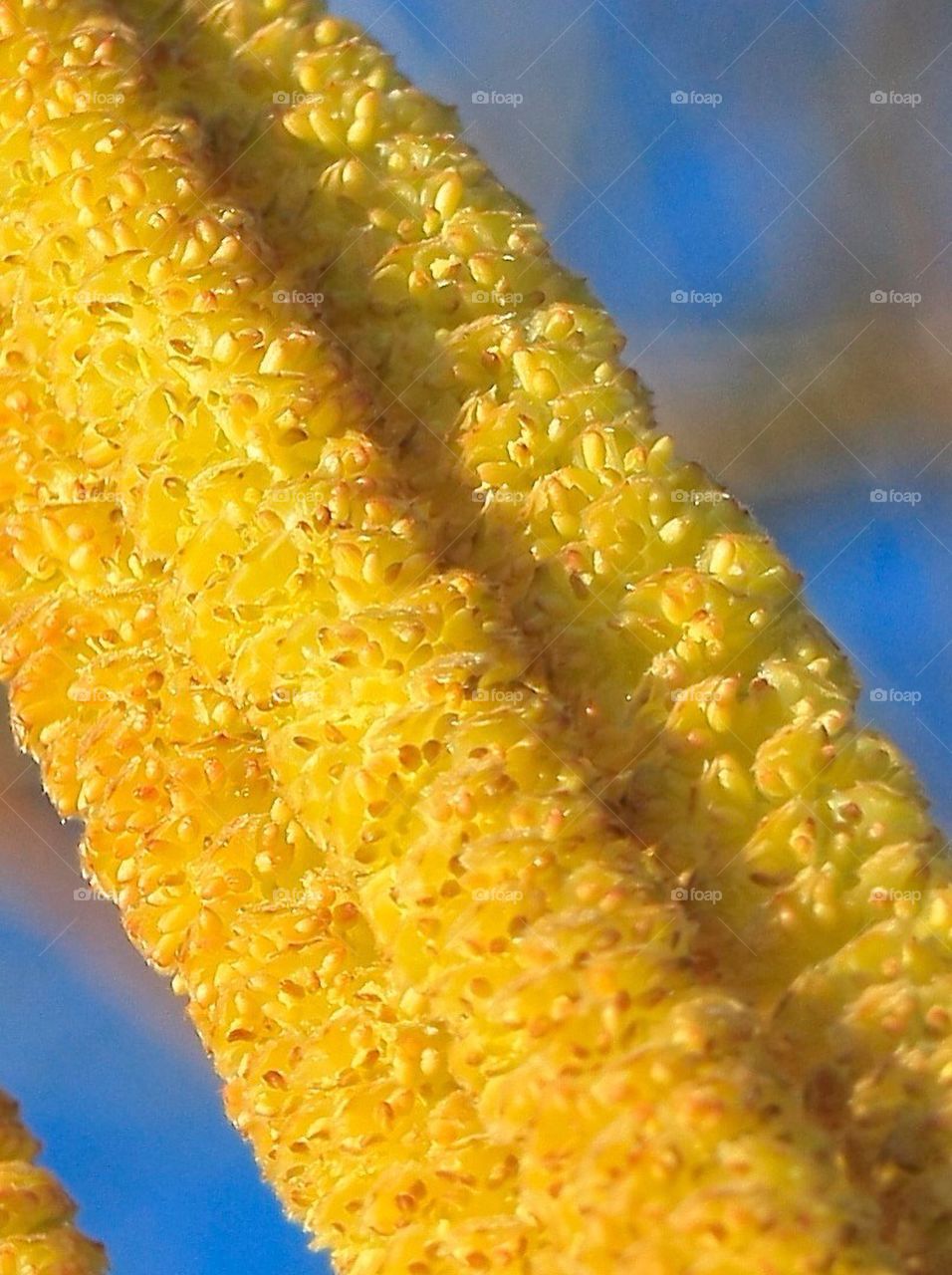 Corylus avellana male flower