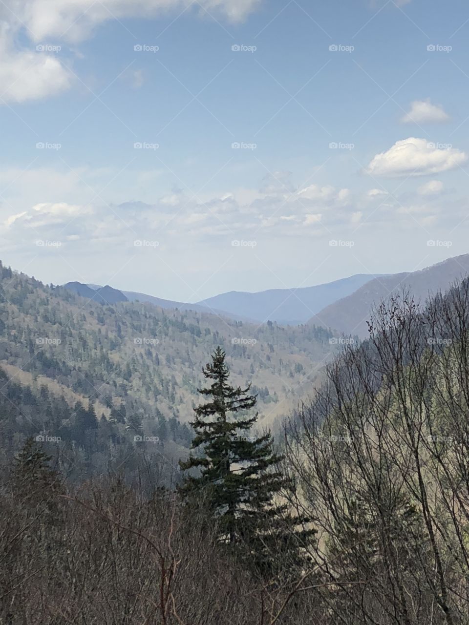 A pine looming in the foreground of the beautiful Smokey Mountains. 