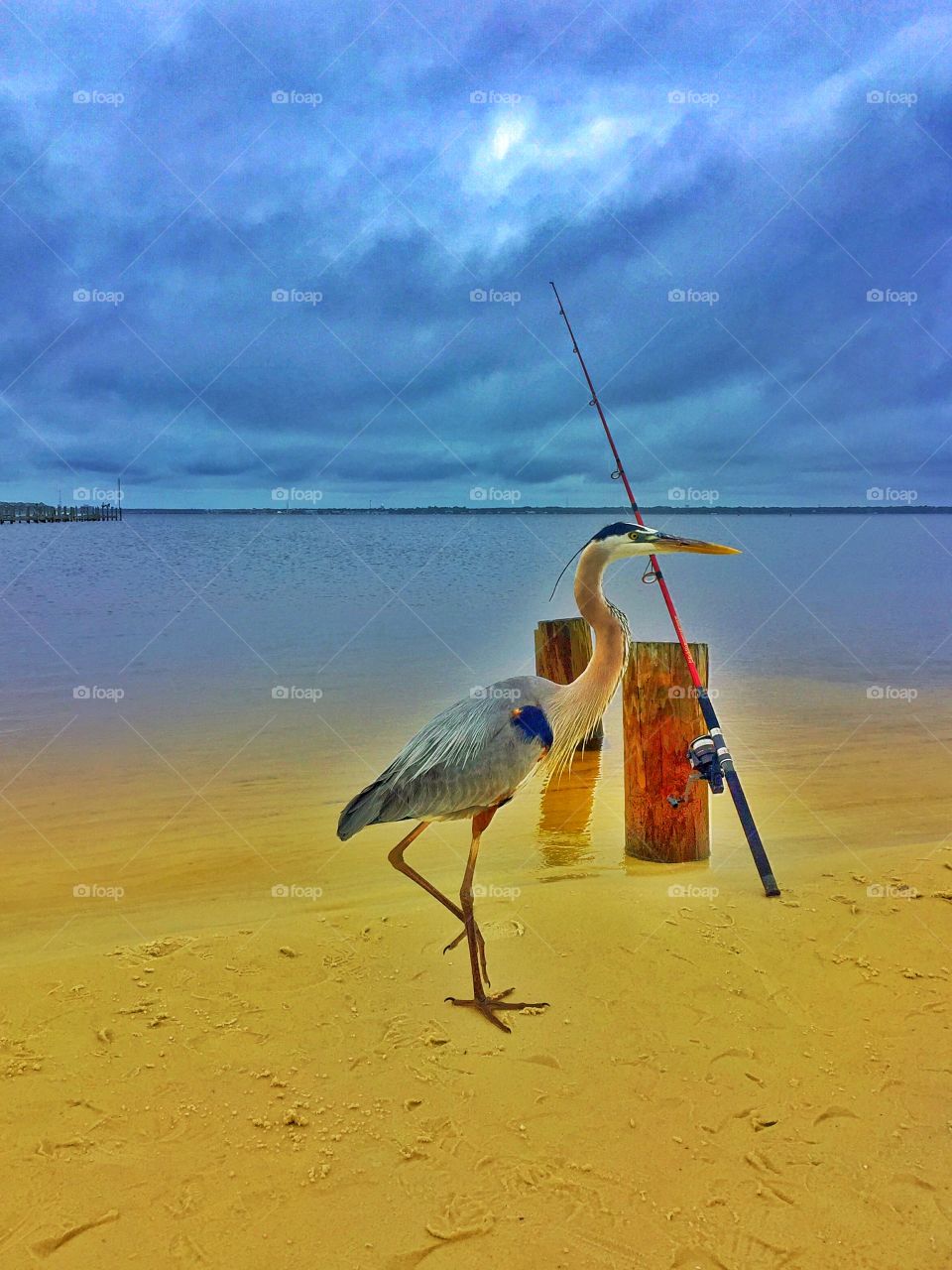 Heron hoping for handout from fisherman