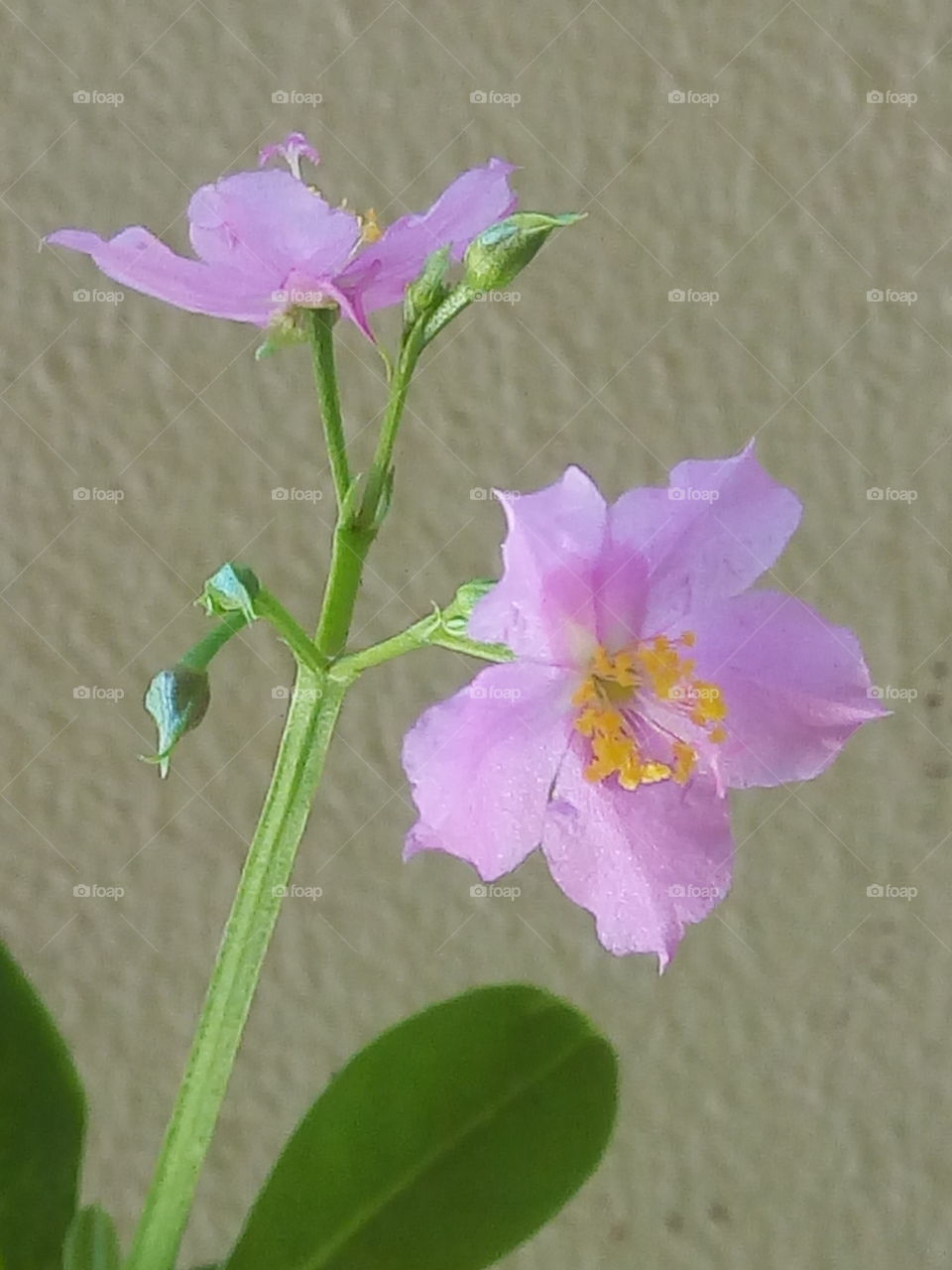 Flower, Nature, No Person, Flora, Leaf