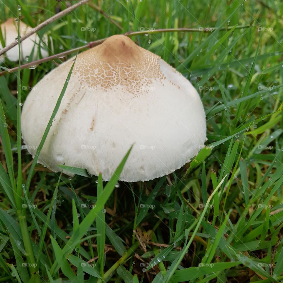 mushroom