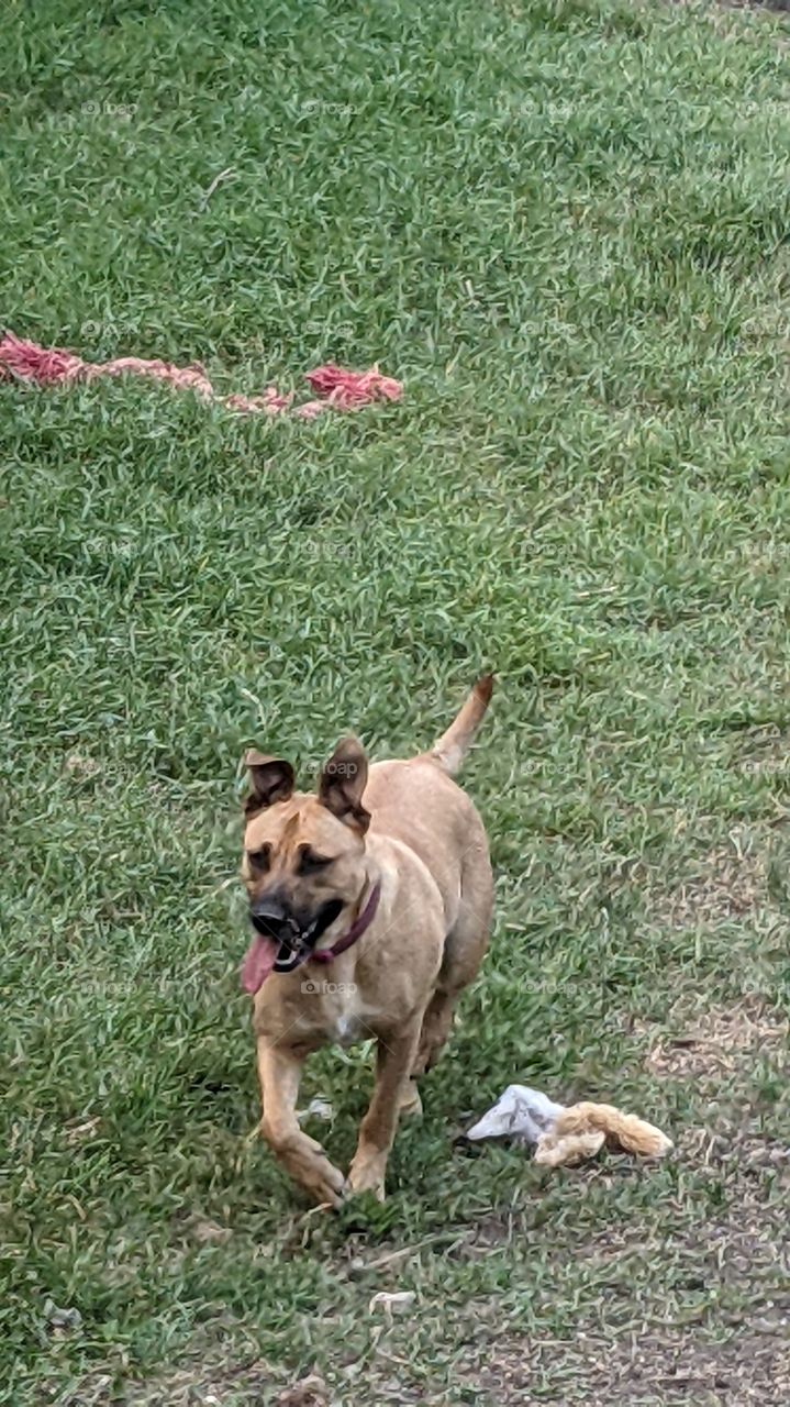 Dog running and playing having fun laughing having a good old time