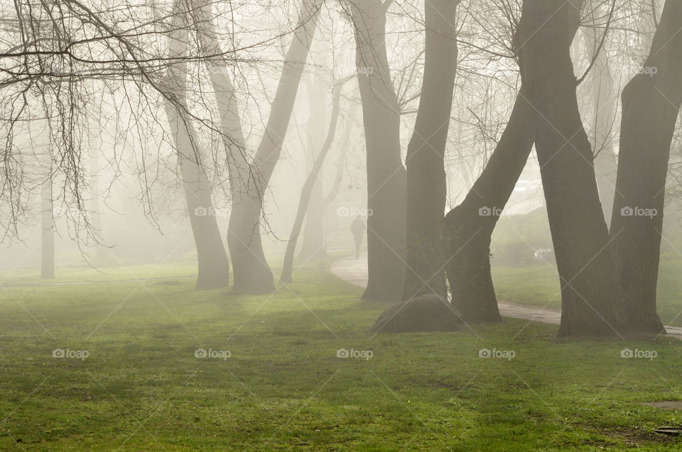 Landscape, Fog, Tree, Mist, Dawn