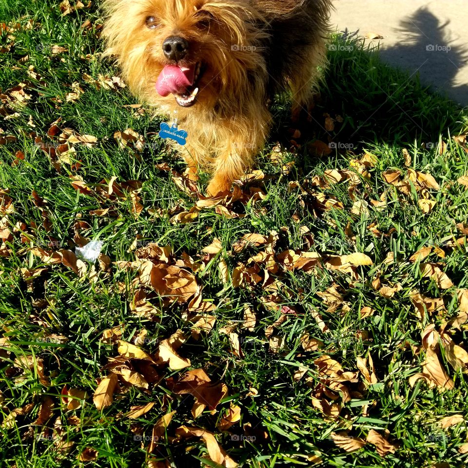 happy dog at the park