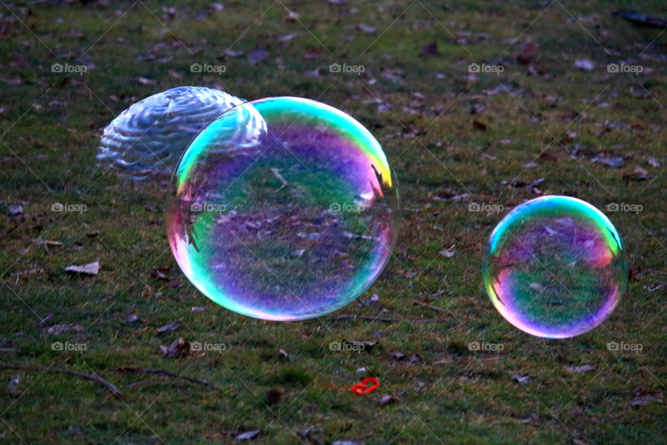 Bubbles 