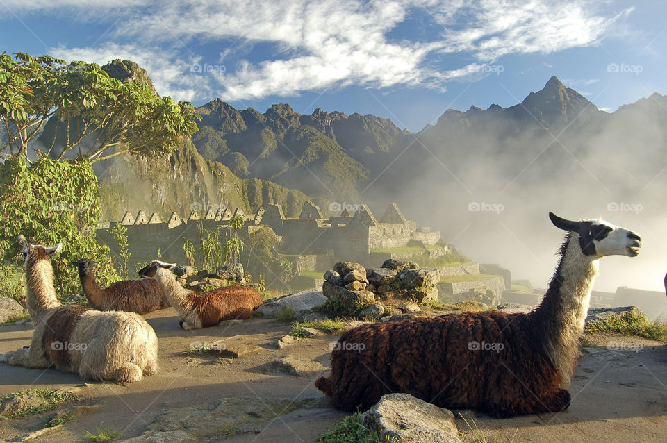Llamas at Machu Picchu