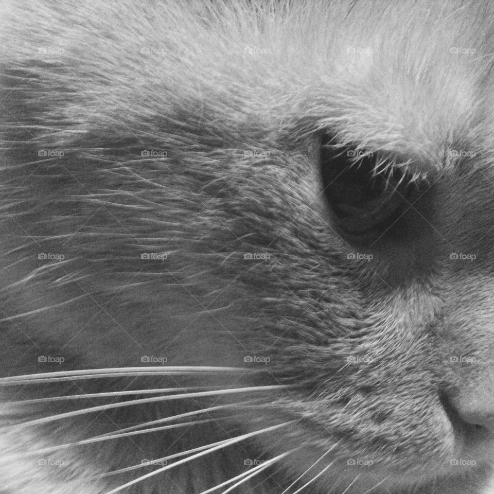Cat, Eye, Animal, Fur, Portrait
