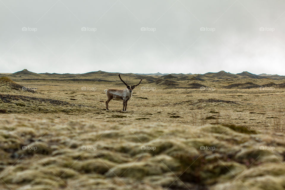 Raindeer in a field 