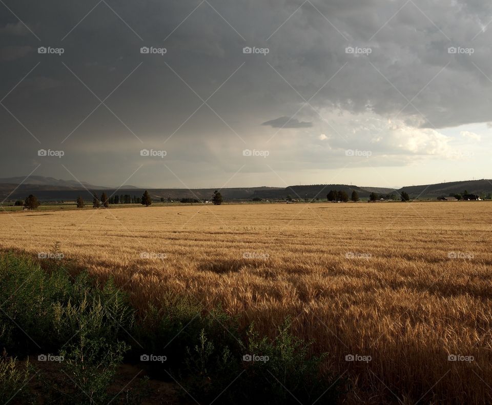 Acres of brown fields contrasting with green edges and the gray skies of a rain storm blowing through summer day in rural Central Oregon. 