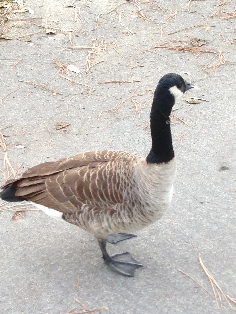 Goose At. Central Park