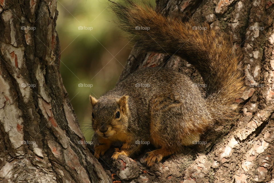 Squirrel in fork of a tree 