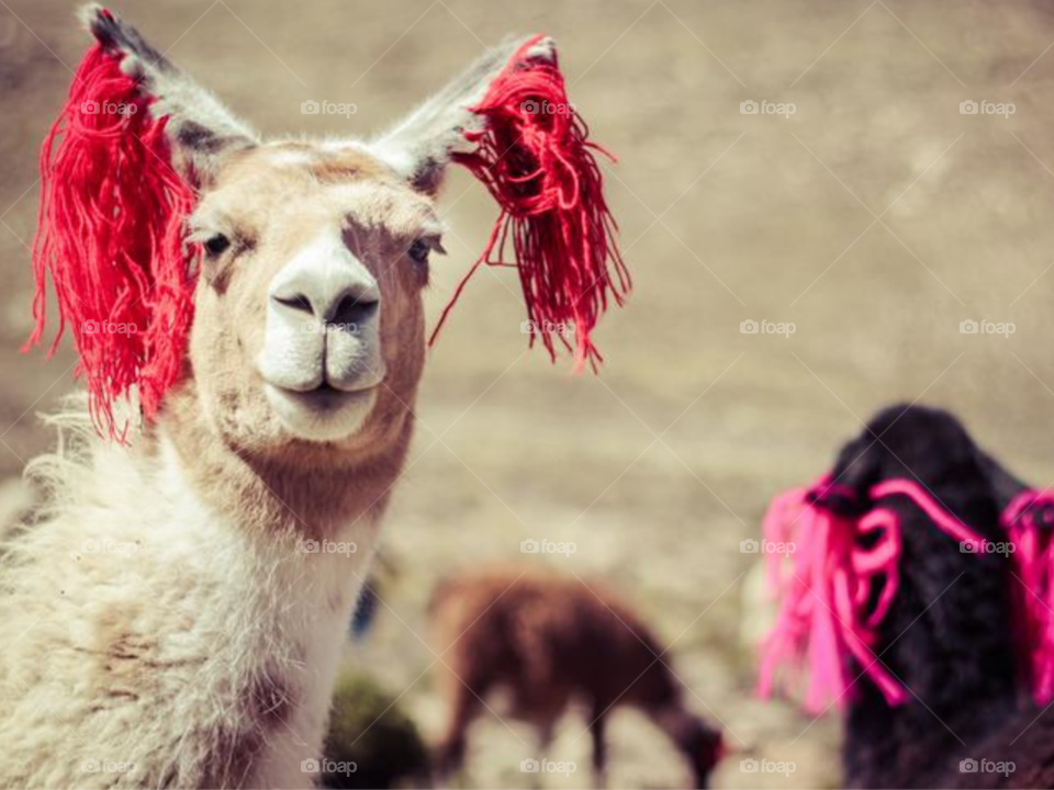 Llamas In Peru
