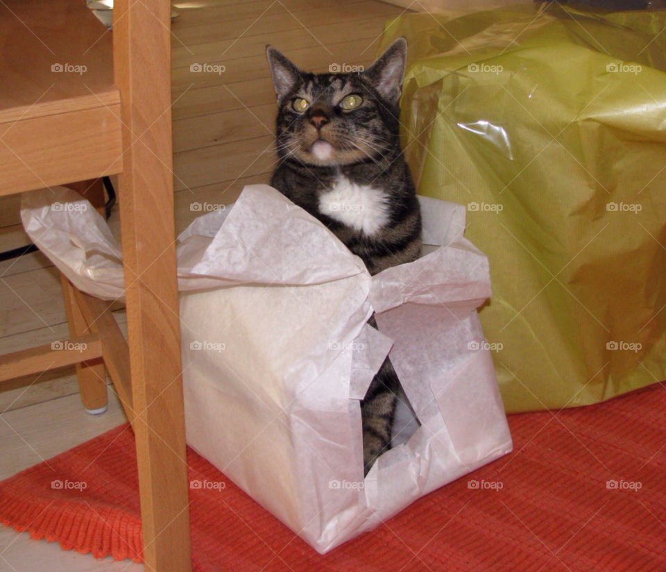 Cat in the gift wrapped box
