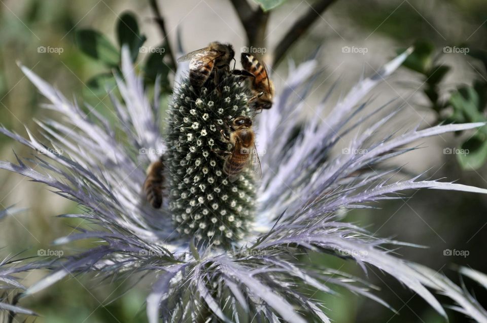 Bees on purple thistle close up, Swiss alpine flora 