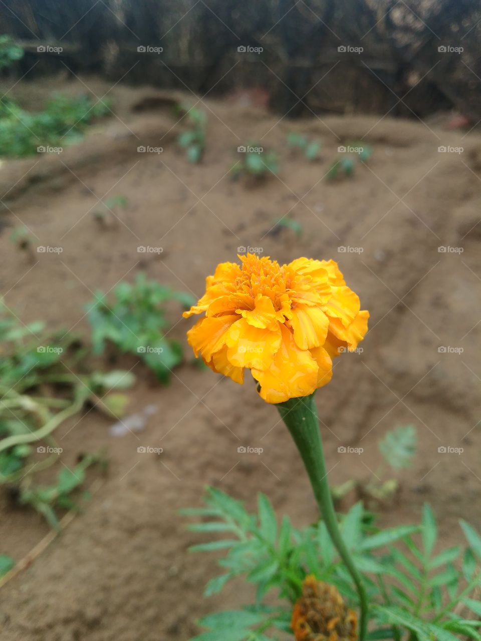Yellow flower