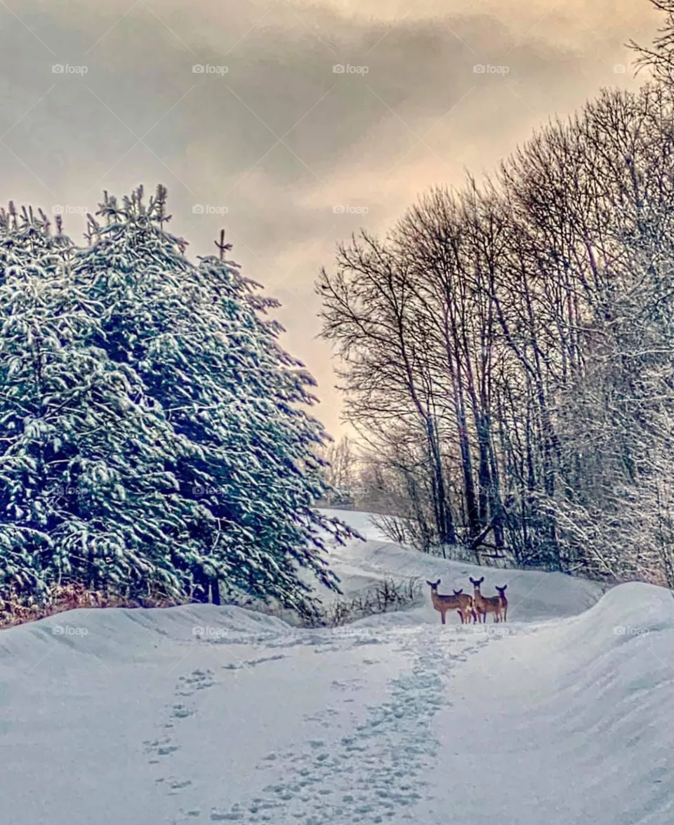 Steps on the snow