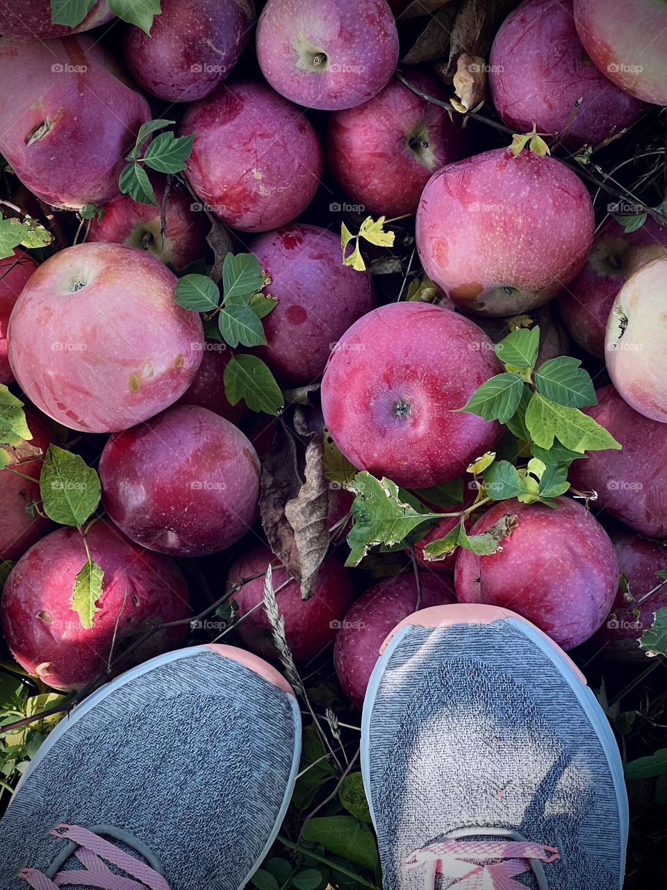 Apples on the ground and the shoes 