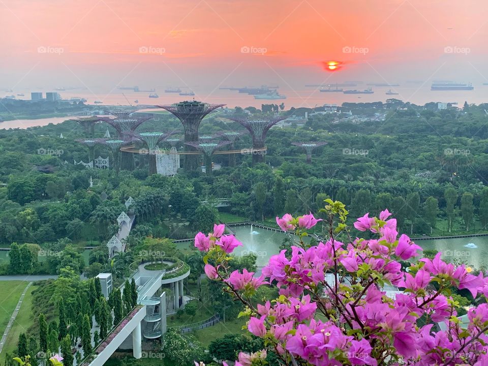 Sunrise and Garden by the bay view in Singapore 