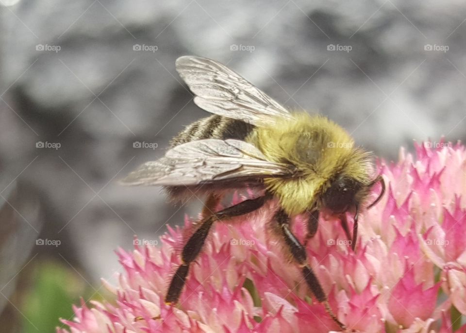 Bee feeding
