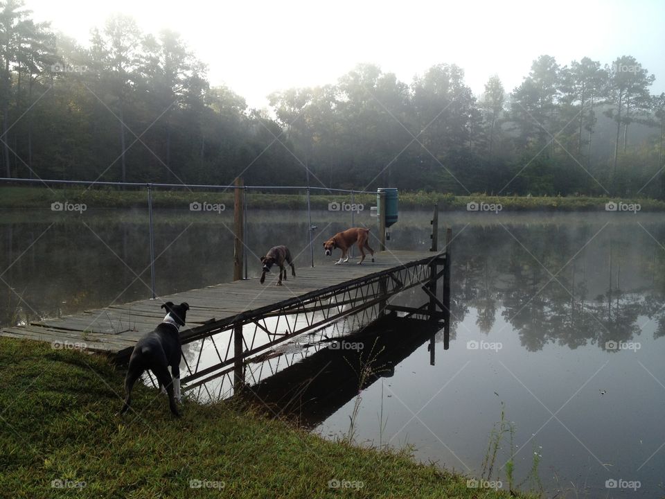 Morning excursion to the pond, country dogs