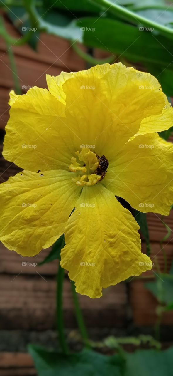 flash quase perfeito