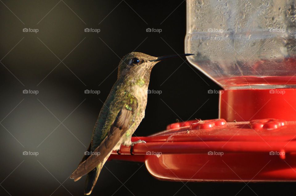 Beautiful hummingbird