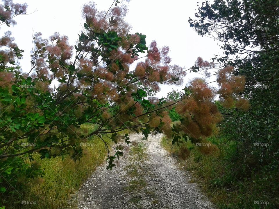 Scumpia is a tall shrub or low tree in the sumac family. Forest road.