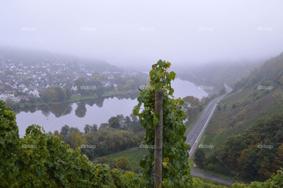 Vineyards in Trittenheim on the Mosel. 