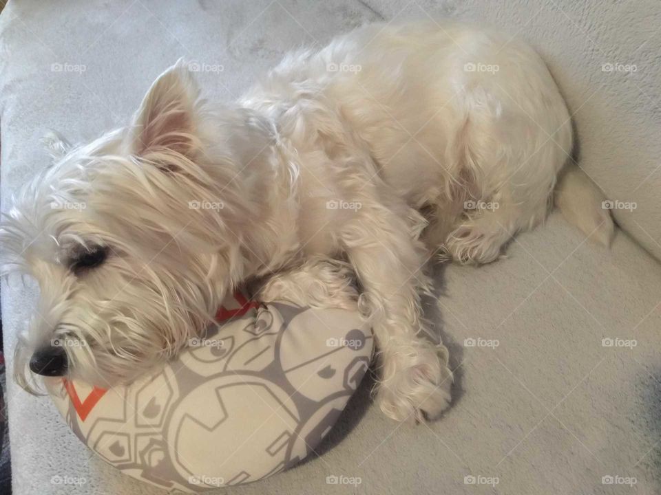 Sleepy dog... westie