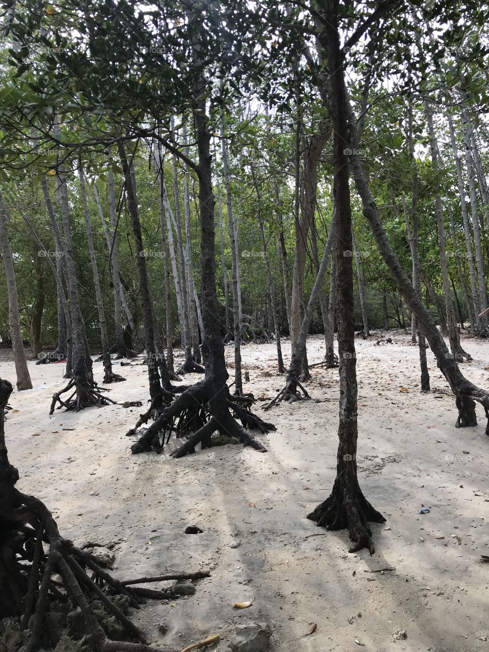 Mangroves trees