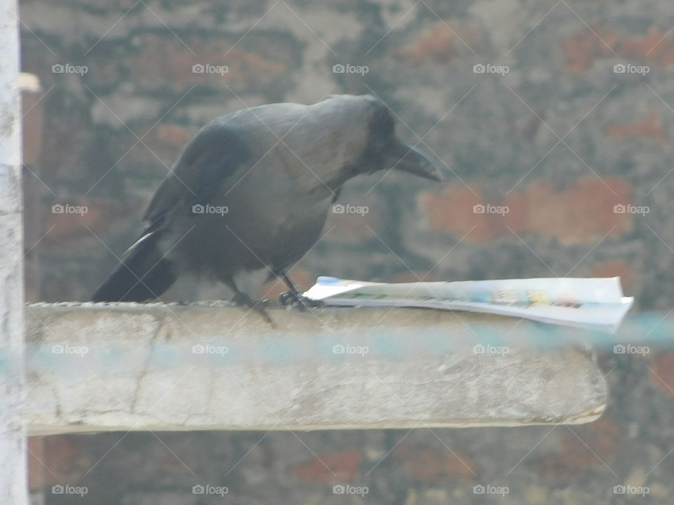 crow is reading newspaper . lol