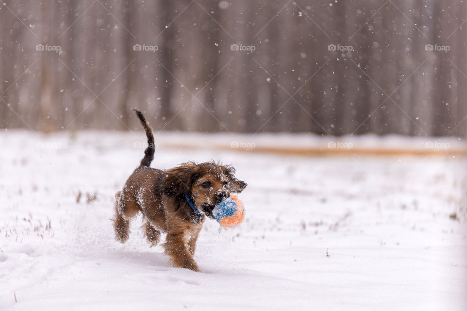 Playing fetch in the snow