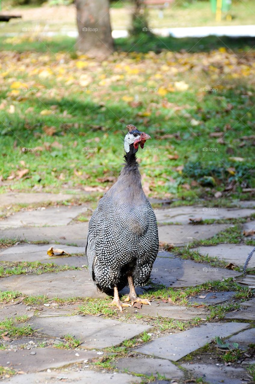 In the City Park